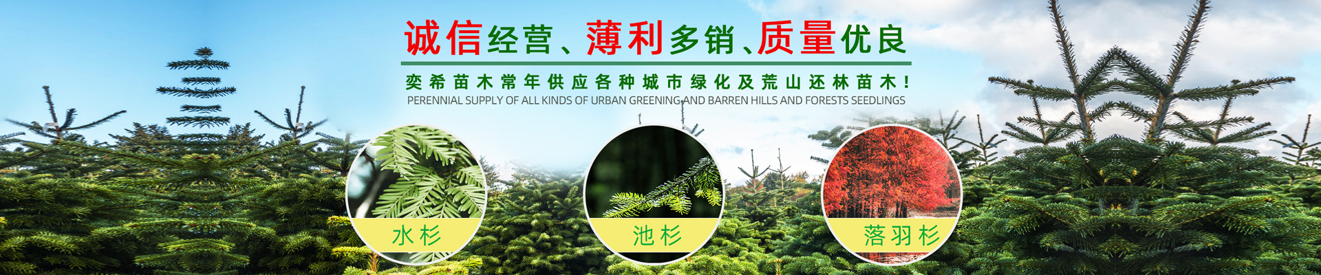 湖南奕?；ɑ軋@林有限責(zé)任公司_水杉 池杉 落羽杉 墨西哥落羽杉 中山杉 垂柳 香樟 欒樹 廣玉蘭 羅漢松