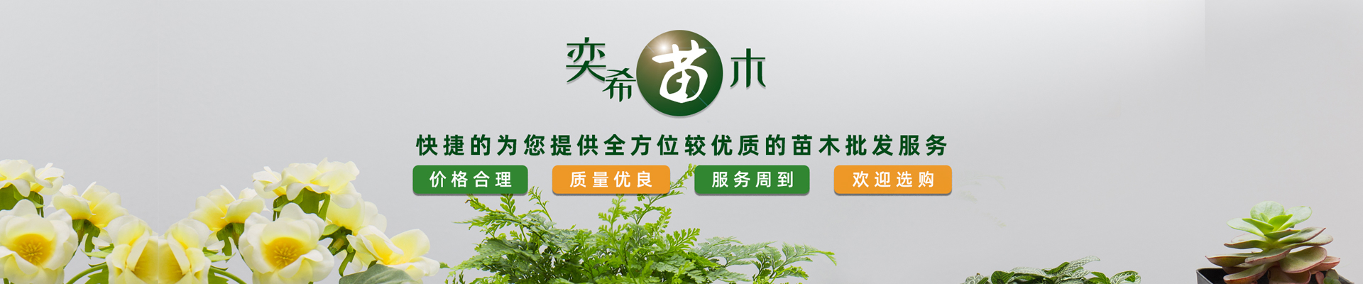 湖南奕?；ɑ軋@林有限責(zé)任公司_水杉 池杉 落羽杉 墨西哥落羽杉 中山杉 垂柳 香樟 欒樹 廣玉蘭 羅漢松